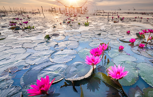 Lake of beautiful blooming pink lotus at Talay noi Lake national park, Pattalung songkhla , Thailand