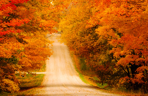 Rolling country road lined by sugar maple trees in rural Ontario, Canada