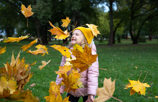 A little girl throws up yellow maple leaves. The child is having fun on a walk in the park.