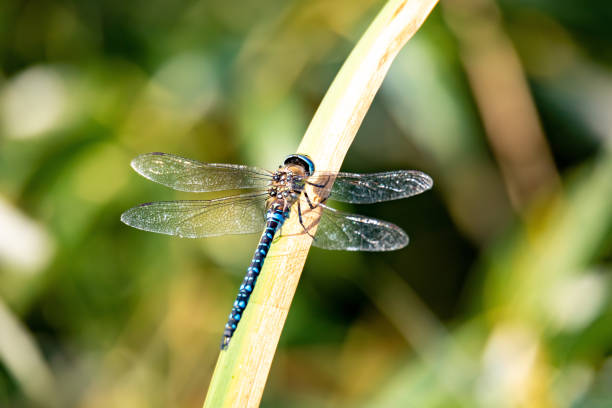 istock dragonfly, Aeshna cyanea, insect in natural 1281277283
