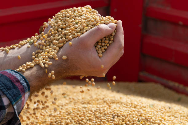istock Hands of peasant holding soy beans after harvest 1281278289