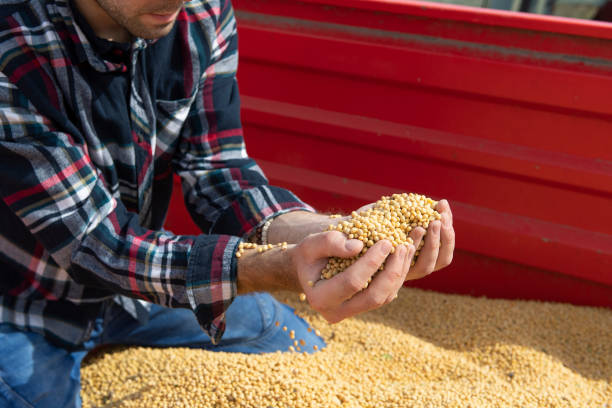 istock Hands of peasant holding soy beans after harvest 1281278308