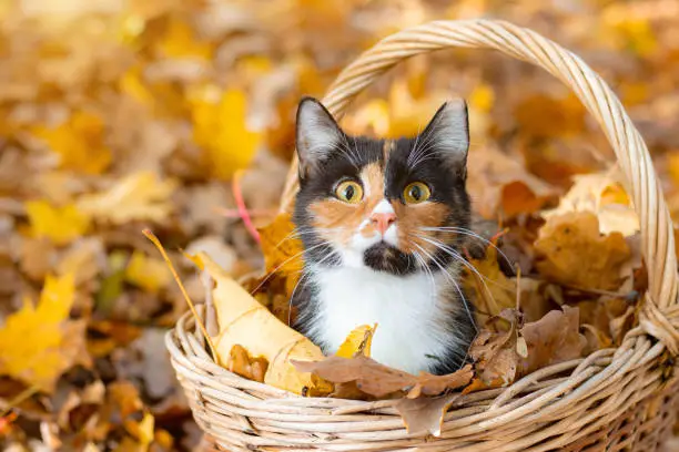 Photo of Cat in the basket. Cat sitting in a basket and autumn leaves . A young colored cat. Autumn leave. Cat in the basket. Walking a pet. Article about cats and autumn. Yellow fallen leaves. Photos for printed products