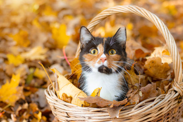 cat in the basket. cat sitting in a basket and autumn leaves . a young colored cat. autumn leave. cat in the basket. walking a pet. article about cats and autumn. yellow fallen leaves. photos for printed products - animal domestic cat basket kitten imagens e fotografias de stock