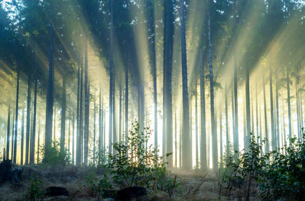 istock Foggy spruce forest in the morning. 1281279640