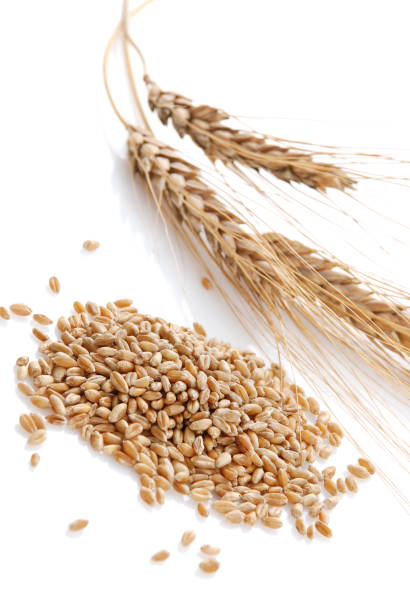 istock Ear and grain of the wheat 1281279921