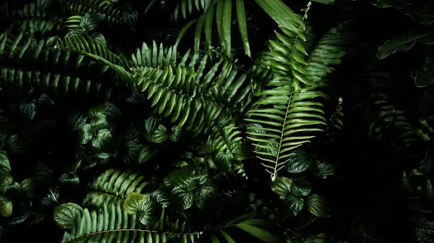 Photo of Tropical green leaf background, Dark tone theme.