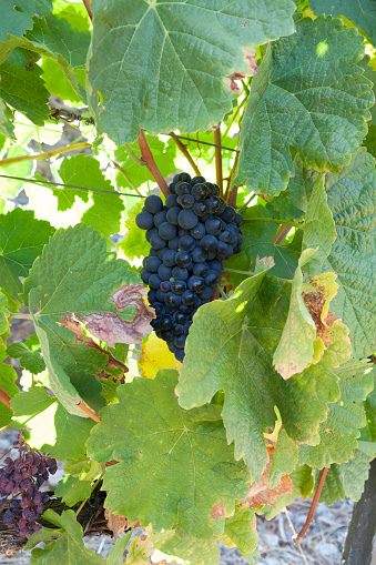 Grapes in the Douro Valley to make Port Wine