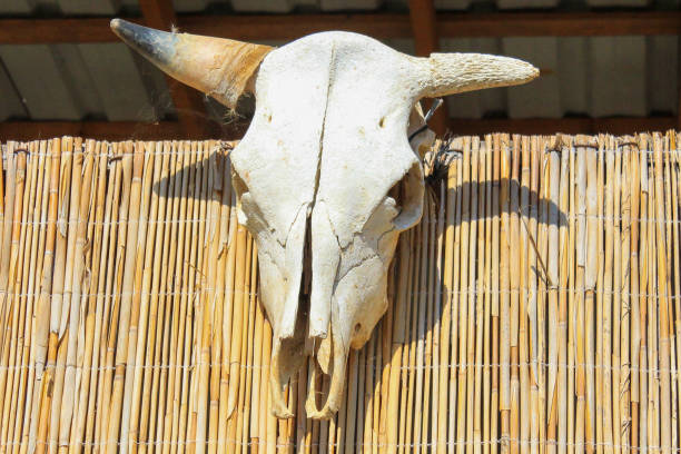 istock cow skull hanging on the wall 1281281088