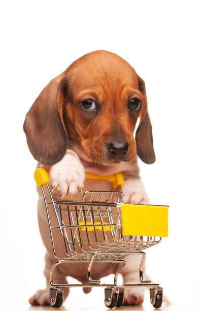 istock image of dog trolley white background 1281281177
