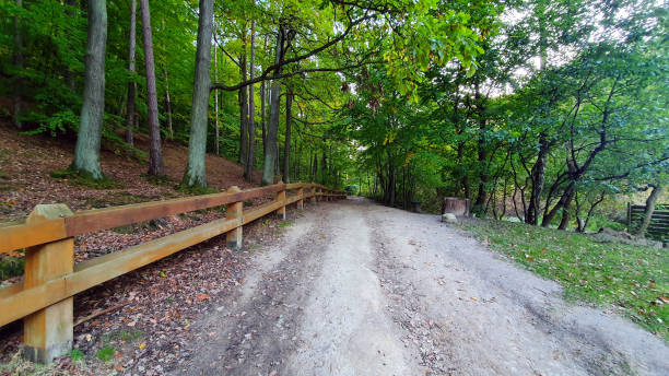 istock Path at the edge of the forest 1281281300