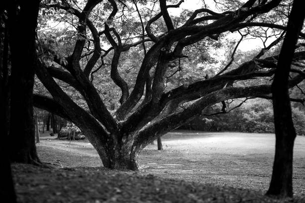 Black and white picture of Big tree with branches