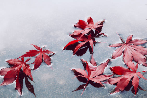 feuilles d’érable rouge flottant sur l’eau. - japanese maple leaf autumn abstract photos et images de collection