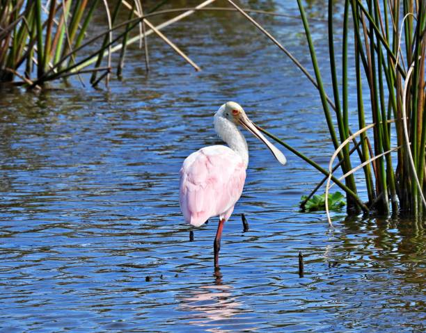 istock Roseate Spoonbill (Platalea ajaja) in the Florida wetlands 1281284423