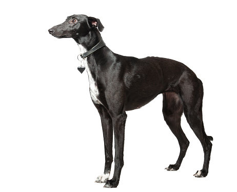 Medium size brown puppy dog sitting in a row in multiple views. Serious or bored. Female Harrier mix dog. Selective focus. White background.