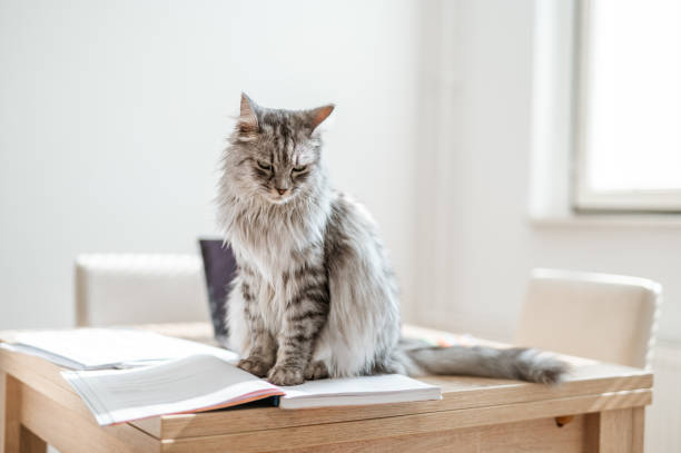 istock Fluffy Domestic Cat Sitting On A Desk Full Of Notes 1281286274