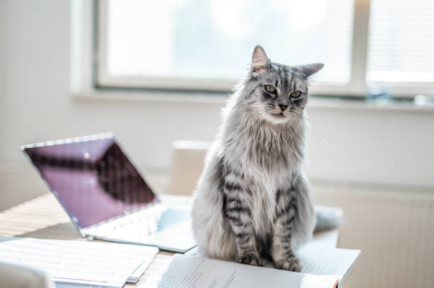 istock Fluffy Domestic Cat Sitting On A Desk Full Of Notes 1281286275