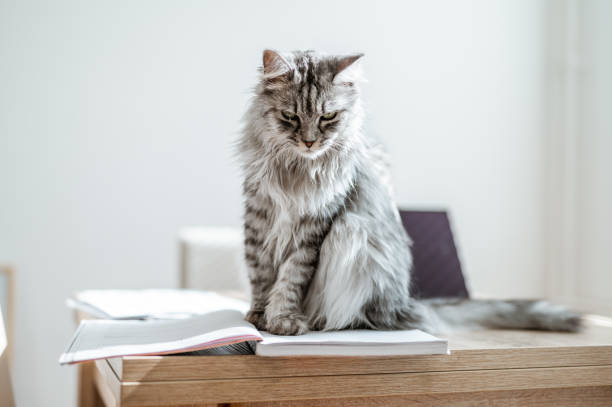 istock Fluffy Domestic Cat Sitting On A Desk Full Of Notes 1281286276