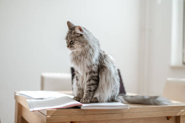 istock Fluffy Domestic Cat Sitting On A Desk Full Of Notes 1281286278