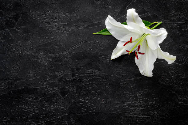 istock Condolence card with white flowers lily, from above 1281286768