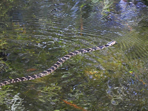 Florida Banded Water snake profile