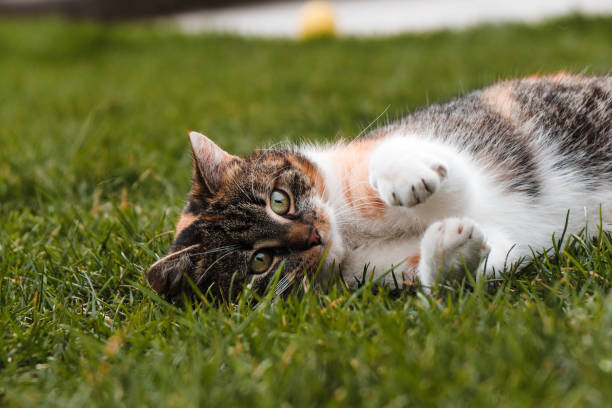 istock Kitten fights on the back with an invisible enemy. Funny expression. Reality show with main role animal. 1281287656
