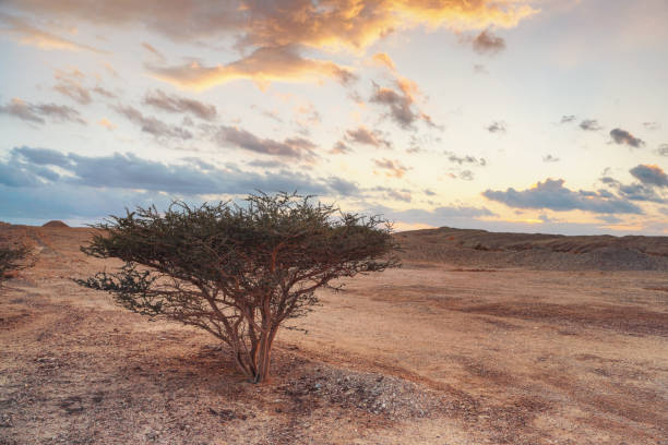 small bush or tree with thorny branches growing in desert like landscape, sunset clouds in distance - typical scenery in southern part of israel near jordan border - travel jordan israel sand imagens e fotografias de stock