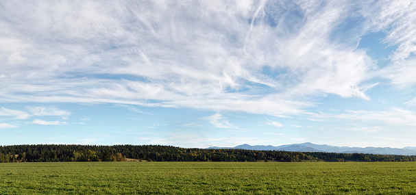 Meadow with small forest, grass in foreground, autumn evening cirrus clouds sky above - high resolution image.