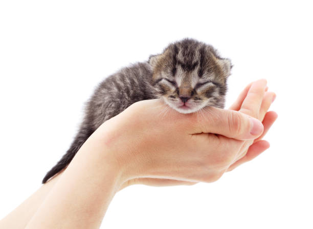 istock Little gray kitten on the hands. 1281287752