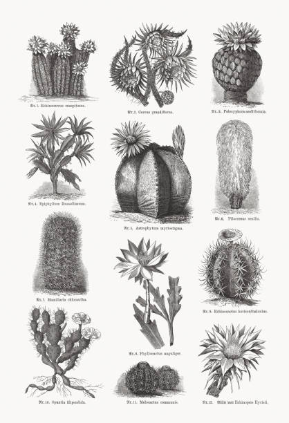 ilustrações de stock, clip art, desenhos animados e ícones de cacti (cactaceae), wood engravings, published in 1893 - cactus hedgehog cactus flower desert