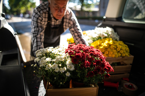 Senior male florist unloading crates with flowers for his flower shop