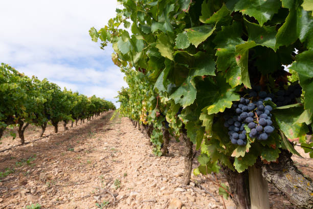 istock Red grapes in a vineyard, La Rioja, Spain 1281289236