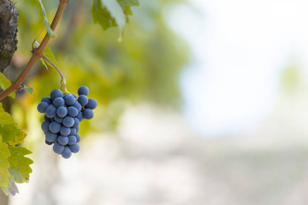 Red grapes in a vineyard, La Rioja, Spain