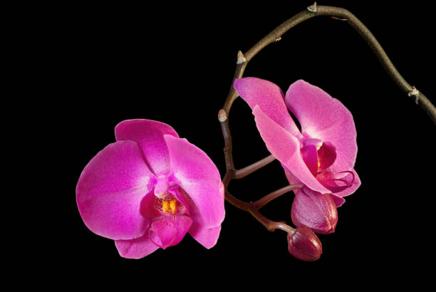 istock Pink purple phalaenopsis orchid flower 1281290045
