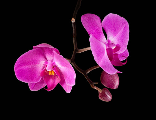 istock Pink purple phalaenopsis orchid flower 1281290086