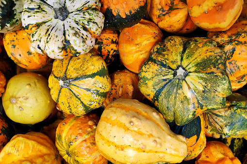 Pumpkin and ornamental squash in different varieties and colors on a large pile cropped against green nature