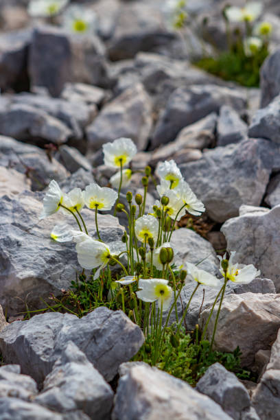istock White Papaver alpinum flowers on stones 1281290774