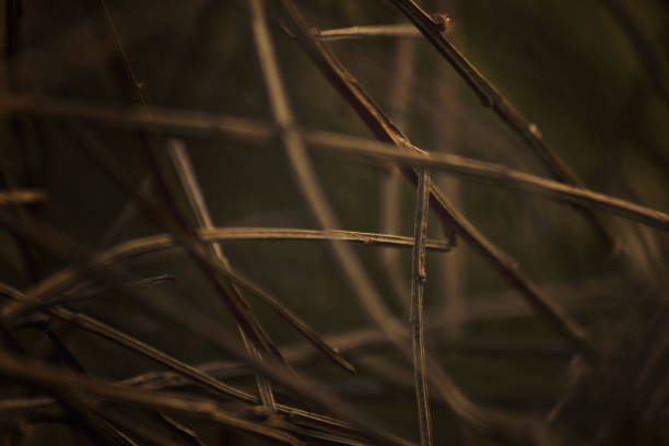 istock Abstract lines branch detail during autumn 1281291515