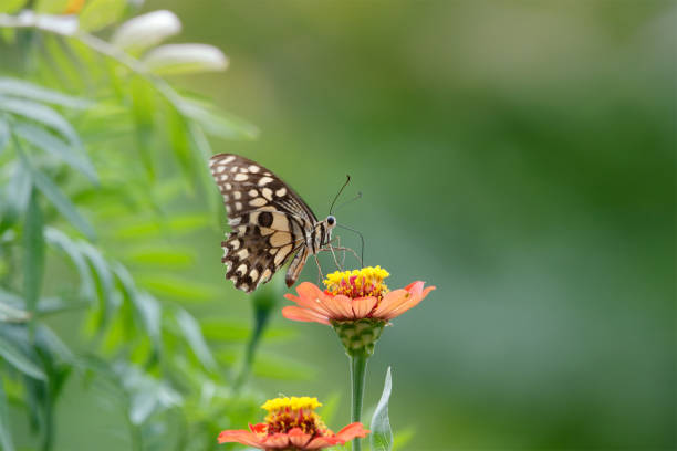 istock butterfly on the flower in early morning 1281292481