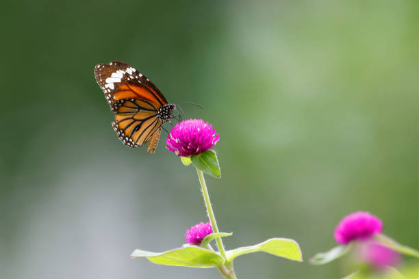 istock butterfly on the flower in early morning 1281292990