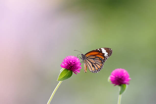 istock butterfly on the flower in early morning 1281292991