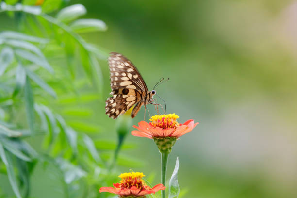 istock butterfly on the flower in early morning 1281292993