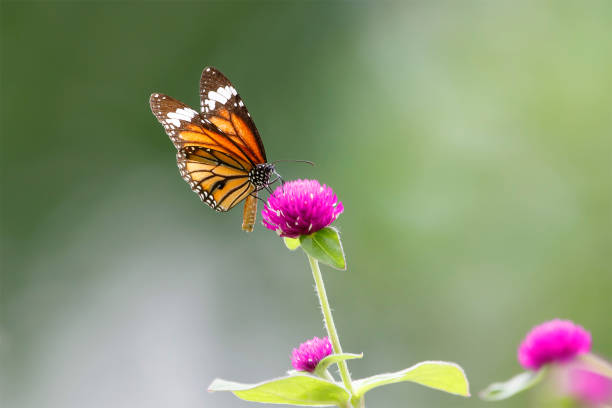 istock butterfly on the flower in early morning 1281292996