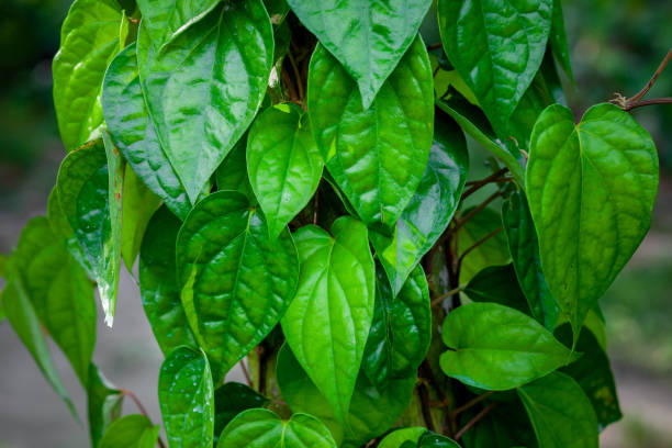 le foglie verdi di betel sono appese all'albero. è una pianta rampicante, in asia che viene mangiata come tabacco con noci di betel. sfondo foglia verde. - noce di areca foto e immagini stock