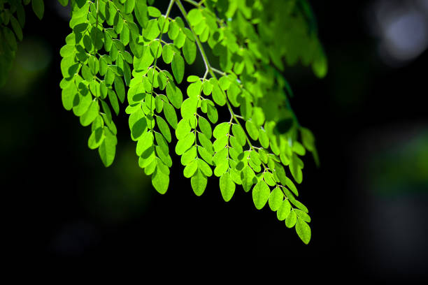 istock Sunlight on the hanging Moringa oleifera leaves. Fresh green drumstick tree leaves dark light background. 1281294497