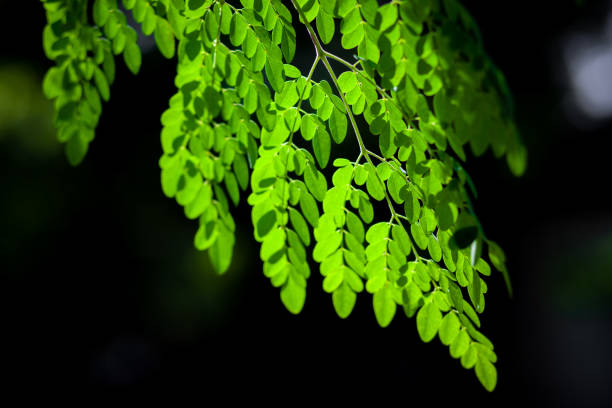 istock Sunlight on the hanging Moringa oleifera leaves. Fresh green drumstick tree leaves dark light background. 1281294654