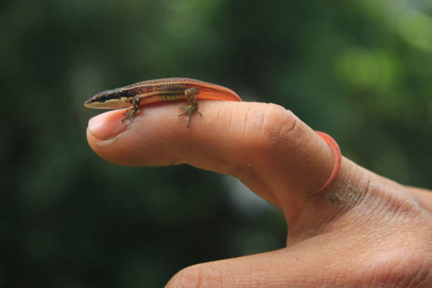 istock A small lizard with a white belly, white stipes on a black side and a bright red tail sitting that is curled around a finger 1281295269