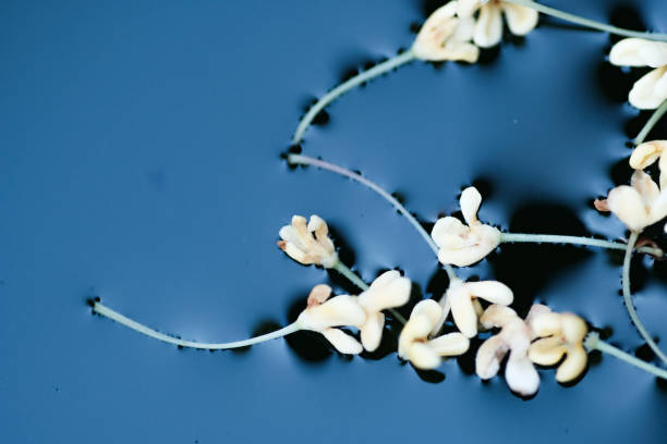 White Sweet osmanthus stock photo
