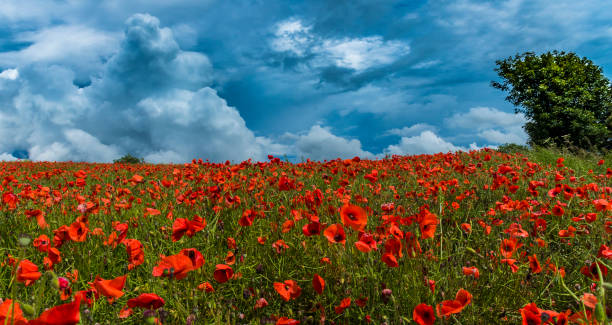 A field full of poppies on a spring day.