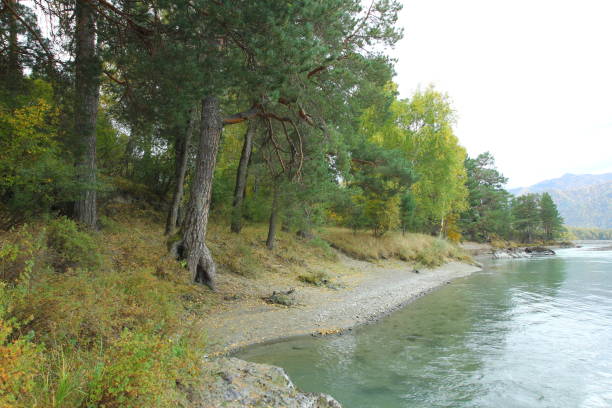 istock Autumn landscape in Chemal, Altai mountains and Katun river. 1281296921